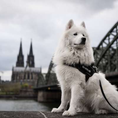 Hundetreffen-Hundeshooting 📸😊-Bild