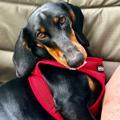 Hundetreffen-Spielgefährten für jungen Dackel gesucht-Bild