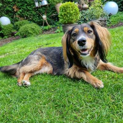 Hundetreffen-Dackelmix sucht Gassi-Buddy-Bild