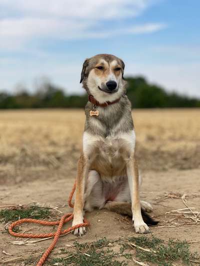 Hundetreffen-Gassi Gefährten gesucht-Bild