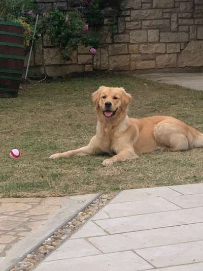 Wie heißt dein Hund?-Beitrag-Bild