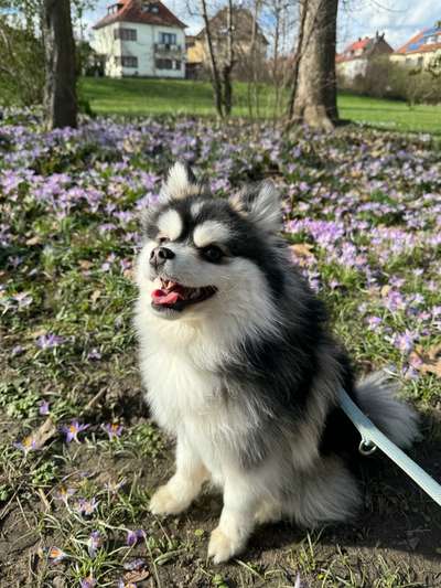 Pomsky-Beitrag-Bild