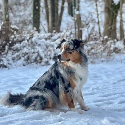 Hundetreffen-Hundefreunde für ggs. Betreuung-Bild
