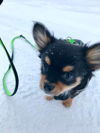 Die Dogorama Kalender Challenge Teil 2/4-Beitrag-Bild