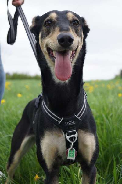 Windhunde - Treffen der besonderen Schönheiten
HERZLICH WILLKOMMEN-Beitrag-Bild