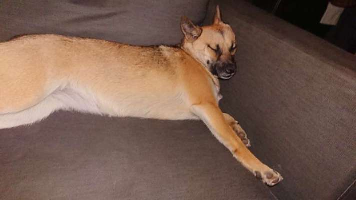 Shiba Inu und andere japanische Rassen!-Beitrag-Bild