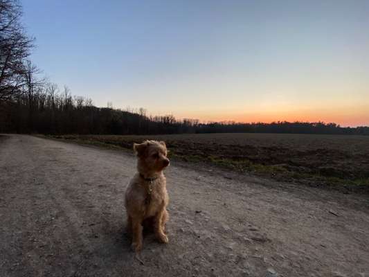 Hundetreffen-Suche souveränen Hund/e für gemeinsame Spaziergänge im Kellerwald-Bild