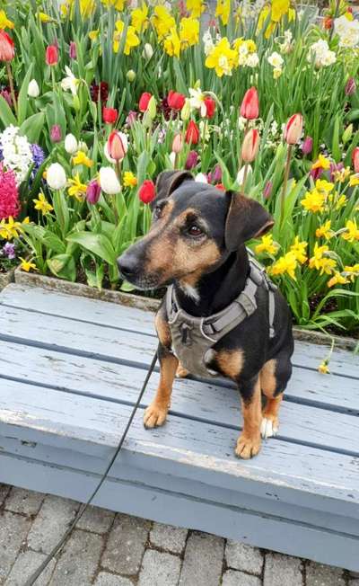 Suche Jagdterrier halter-Beitrag-Bild
