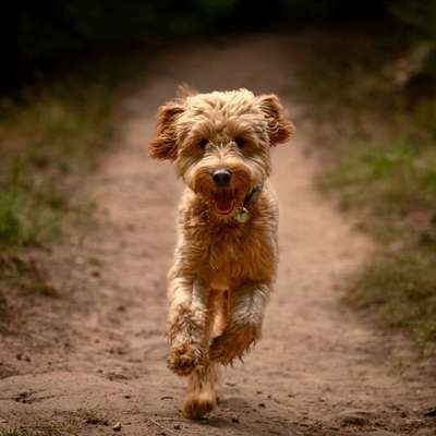 Hundetreffen-Gassi-Runden + Hundekontakt gesucht-Bild