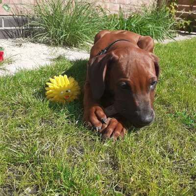Rhodesian Ridgeback-Beitrag-Bild