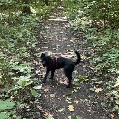 Hundetreffen-Kaßberg Spaziergänge-Bild