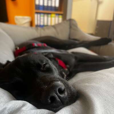 Hundetreffen-Kaßberg Spaziergänge-Bild