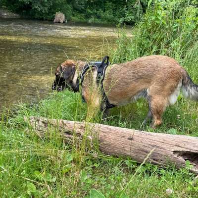 Hundeauslaufgebiet-Wiese- und Liegeplatz an der Würm-Bild