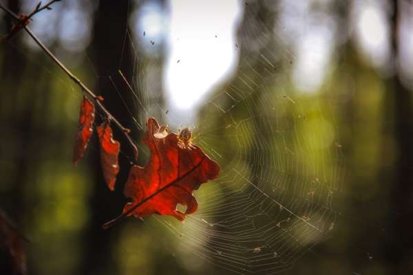 Die wunderschöne Welt mit Hund.-Beitrag-Bild
