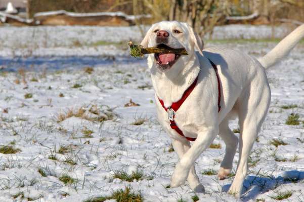 Fotochallenge 61 ~ Schnee-Beitrag-Bild