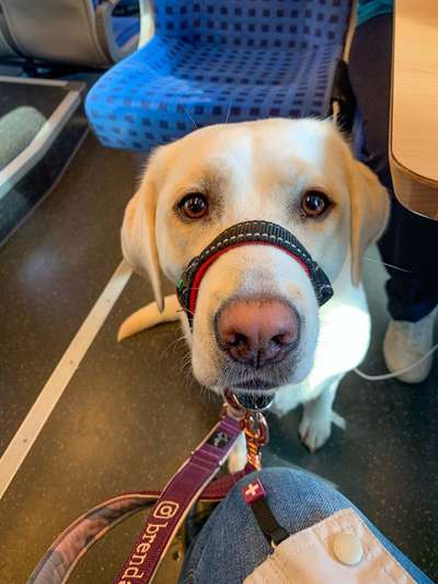 FOTOCHALLENGE 70 - Dein Hund im Auto-Beitrag-Bild