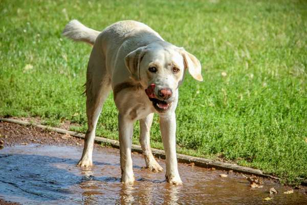 Zeigt eure verrücktesten Hundebilder-Beitrag-Bild