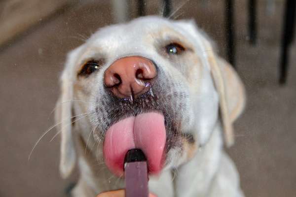 Fotochallenge Nr. 59 - Mein Hund zeigt die Zunge-Beitrag-Bild