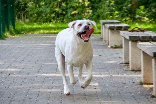 Fotochallenge 66 ~ Rennaction -Zeig deinen Hund im Lauf-Beitrag-Bild