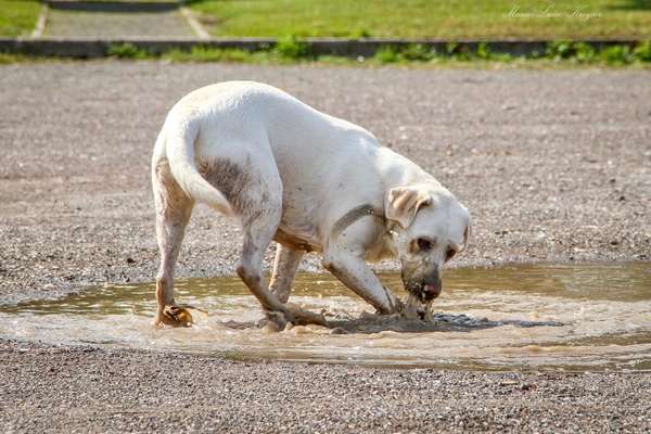 FOTOCHALLENGE 72 - Glücklicher Hund im Schmuddel-Look-Beitrag-Bild