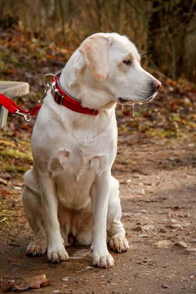 Foto's und Hundemodels-Beitrag-Bild