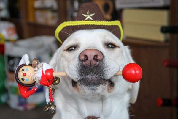 Hier ist der Spaßthread. Zum Schmunzeln und Kaputtlachen-Beitrag-Bild