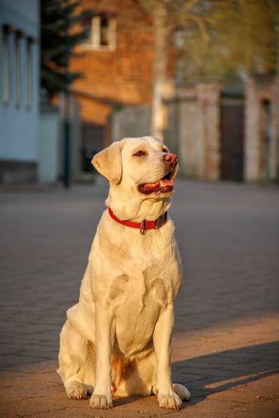 Zeigt mal die schönsten Bilder von euren Hunden !-Beitrag-Bild