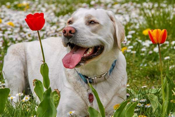 Fotochallange 63: "Dein blühendes Hündchen"-Beitrag-Bild