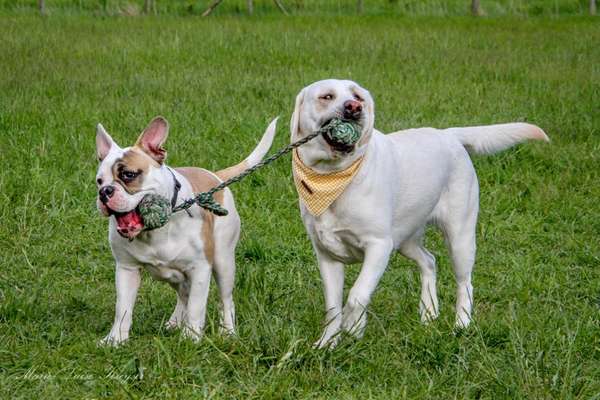 FOTOCHALLENGE 68: Dein Hund und sein bester Freund-Beitrag-Bild