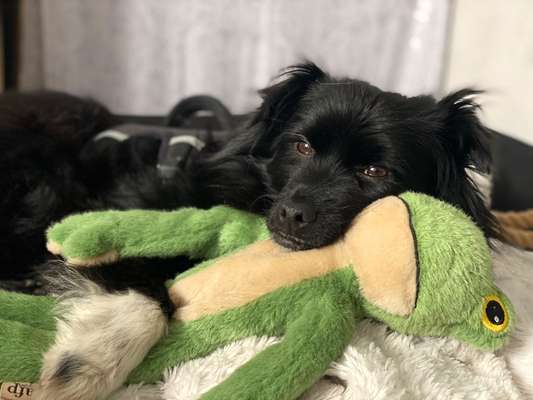 Der Lieblingsplüschi eures Vierbeiners-Beitrag-Bild