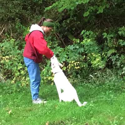 Hundetreffen-Spaziergängepartner und Hundefreunde gesucht-Profilbild