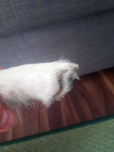 Neue Kralle unter alten-Beitrag-Bild