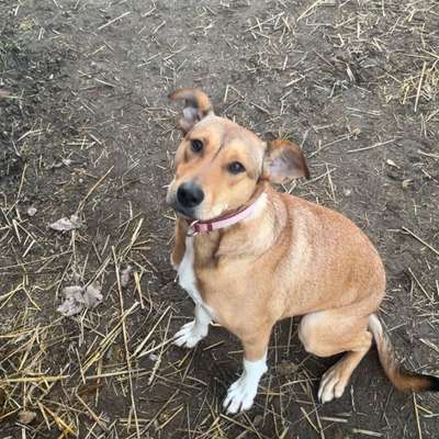 Hundetreffen-Hundekontakte gesucht-Bild