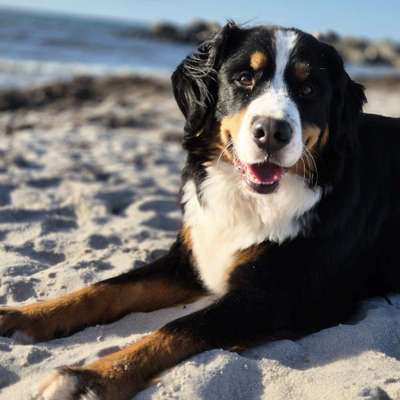 Hundetreffen-Neue Hundefreunde gesucht-Bild