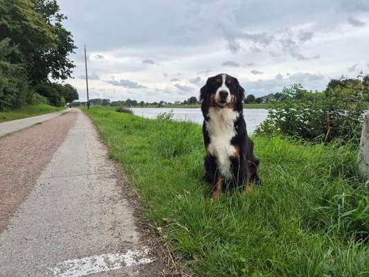 Hundetreffen-Neue Hundefreunde gesucht-Bild