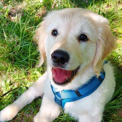 Die Dogorama Monats Challenge "Es grünt und blüht"-Beitrag-Bild