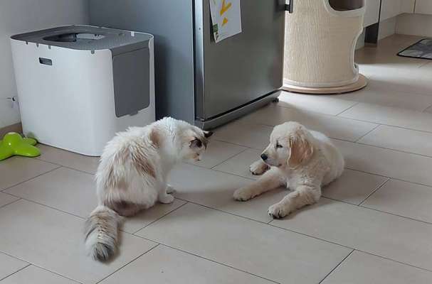 Hund und 2 Katzen zusammen führen-Beitrag-Bild