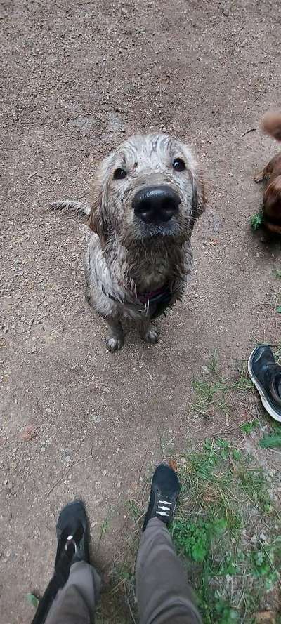 Wo sind die Golden Retriever Liebhaber?-Beitrag-Bild