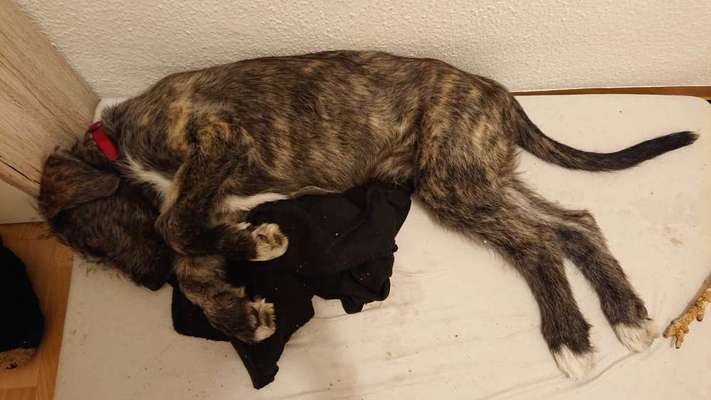 Irische Wolfshunde Hilfe-Tipps-Tricks-Beitrag-Bild