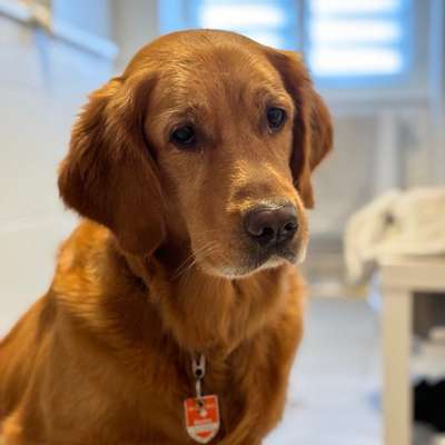 Hundetreffen-Tempelhof-Profilbild