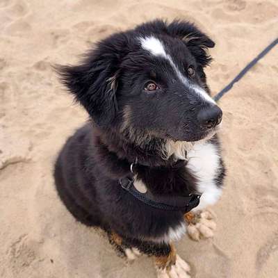 Hundetreffen-Spieletreffen und gemeinsame Spaziergänge-Bild