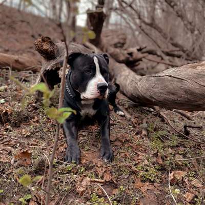 Hundetreffen-Spielen und Toben-Bild