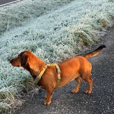 Hundetreffen-Spielpartner/ Partnerin gesucht-Bild