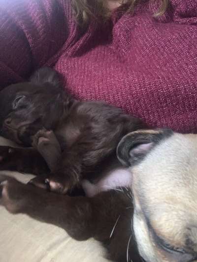 Wo sind die Chihuahua Besitzer ?-Beitrag-Bild