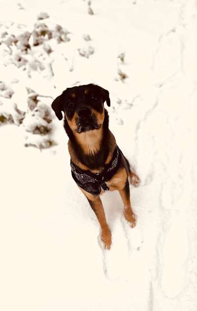 Schäferhund-Beitrag-Bild