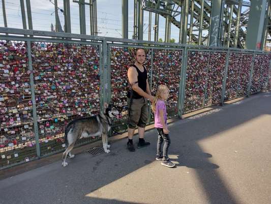 Wolfhunde Besitzer TWH oder SWH hier?-Beitrag-Bild