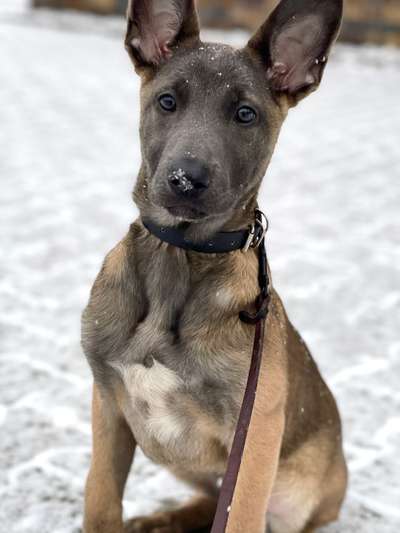 Hundetreffen-Hundefreundschaften in Albersloh und Umgebung-Bild