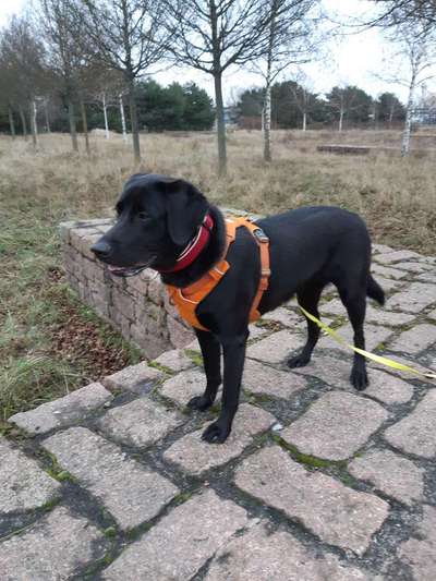 Zeigt her eure Junghunde :)-Beitrag-Bild