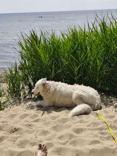 Maremmano-Beitrag-Bild