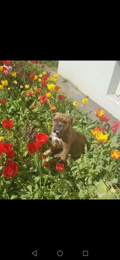 Die Dogorama Monats Challenge "Es grünt und blüht"-Beitrag-Bild